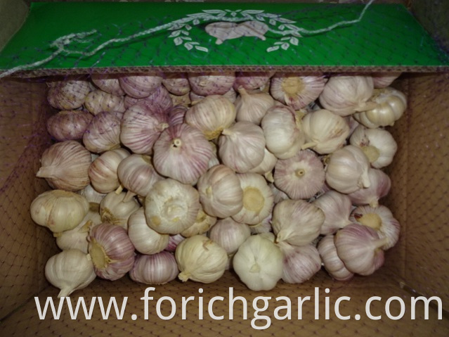 5 0cm Normal Garlic